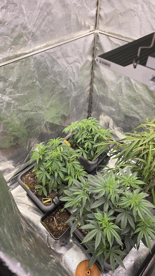 Compound Party. Week 8
