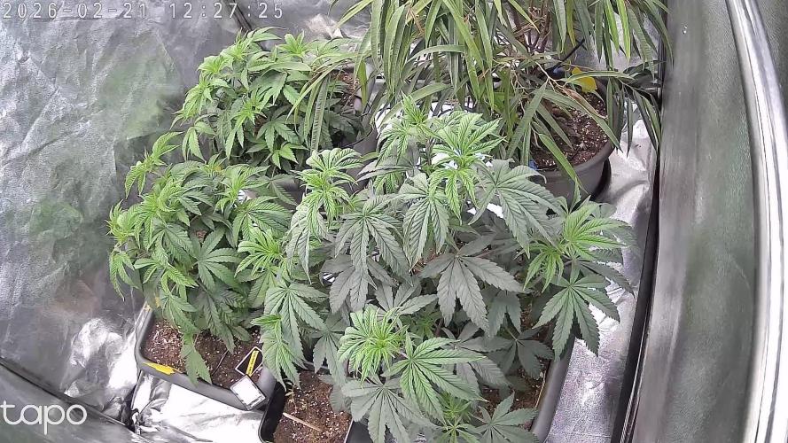 Zupernova Clones. Week 0