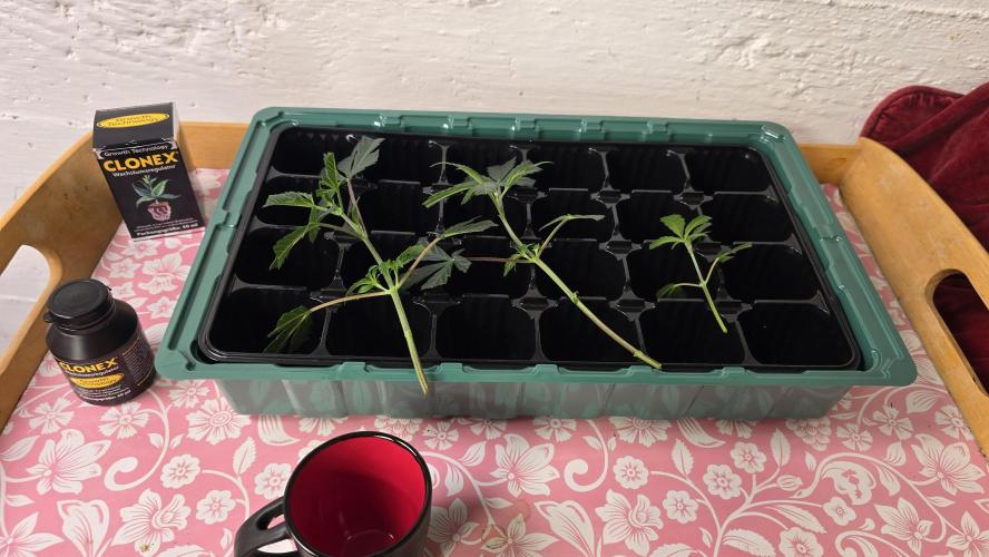 Zupernova Clones. Week 0