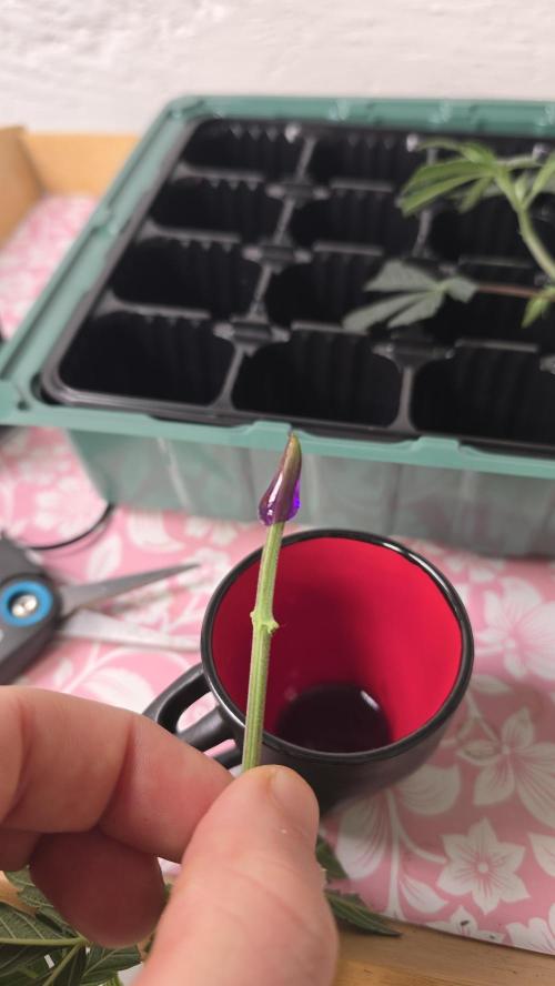 Zupernova Clones. Week 0