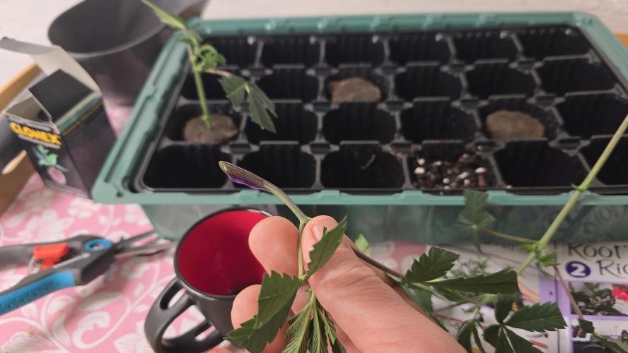 Zupernova Clones. Week 0