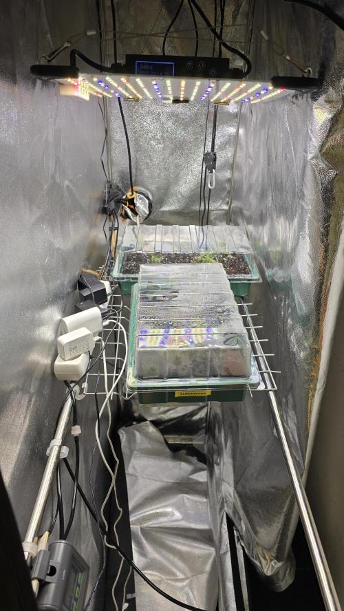 Zupernova Clones. Week 0