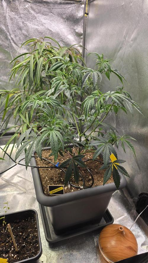 Compound Party. Week 8