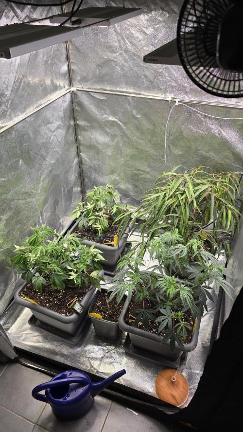 Compound Party. Week 8 - They are real stressed now
