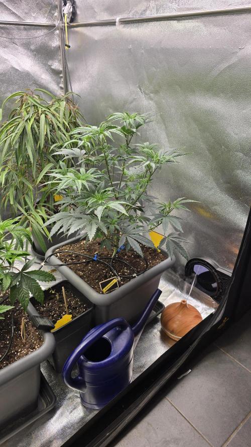 Compound Party. Week 8