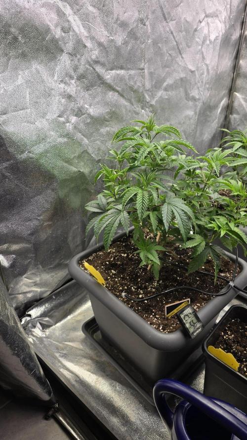 Compound Party. Week 8