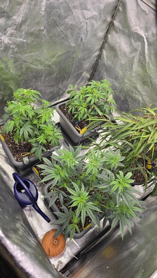 Compound Party. Week 8