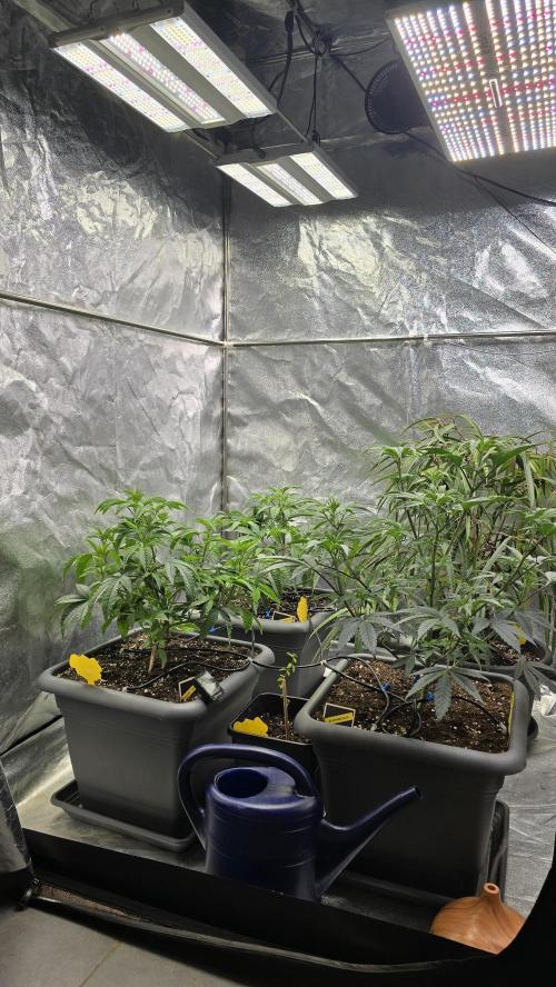 Compound Party. Week 8