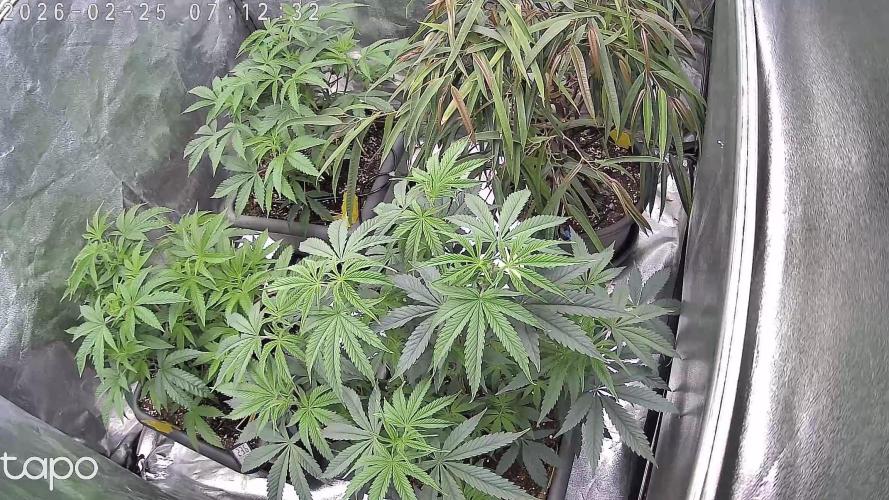 Compound Party. Week 8 - Last day of week 9... no sign of stress anymore. 