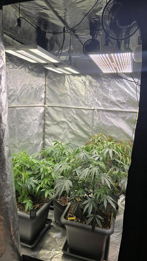Compound Party. Week 9