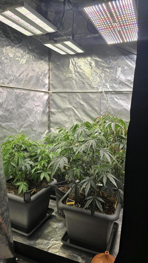 Compound Party. Week 9