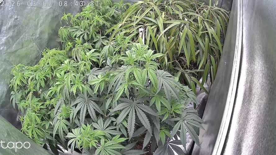 Compound Party. Week 10