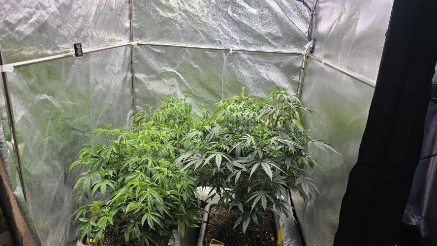 Compound Party. Week 10
