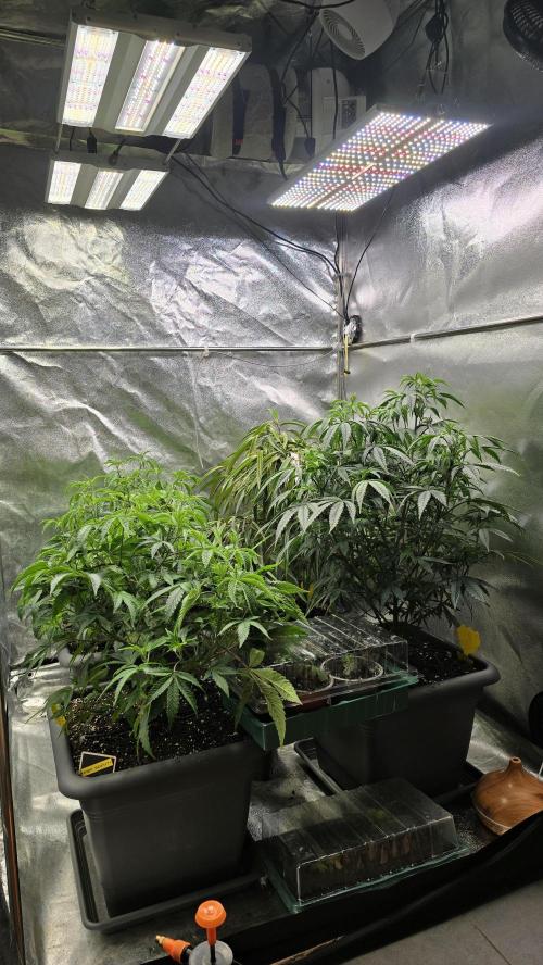 Compound Party. Week 10