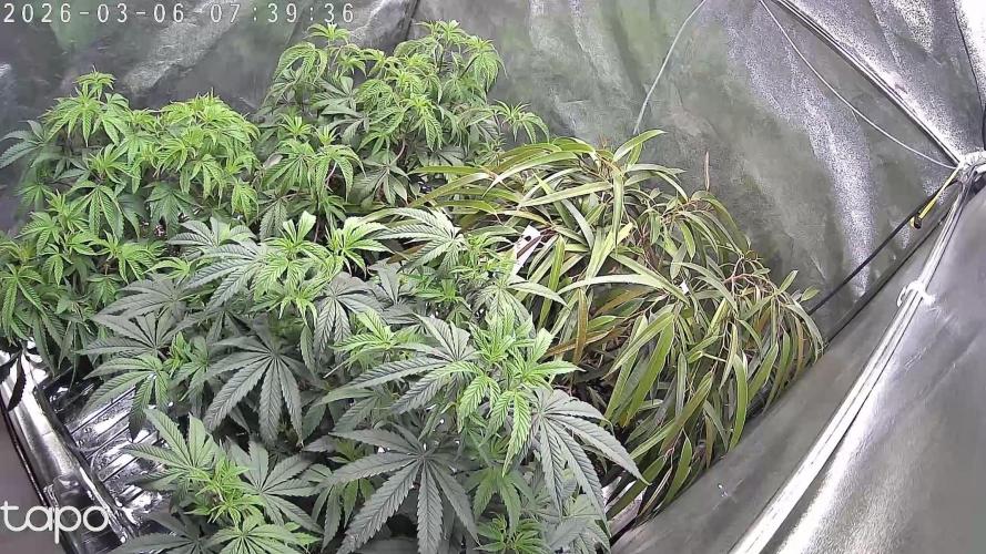 Compound Party. Week 10
