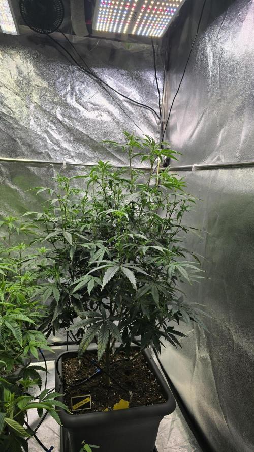 Compound Party. Week 11