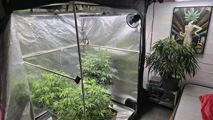 Compound Party. Week 11