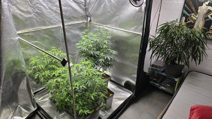 Compound Party. Week 11