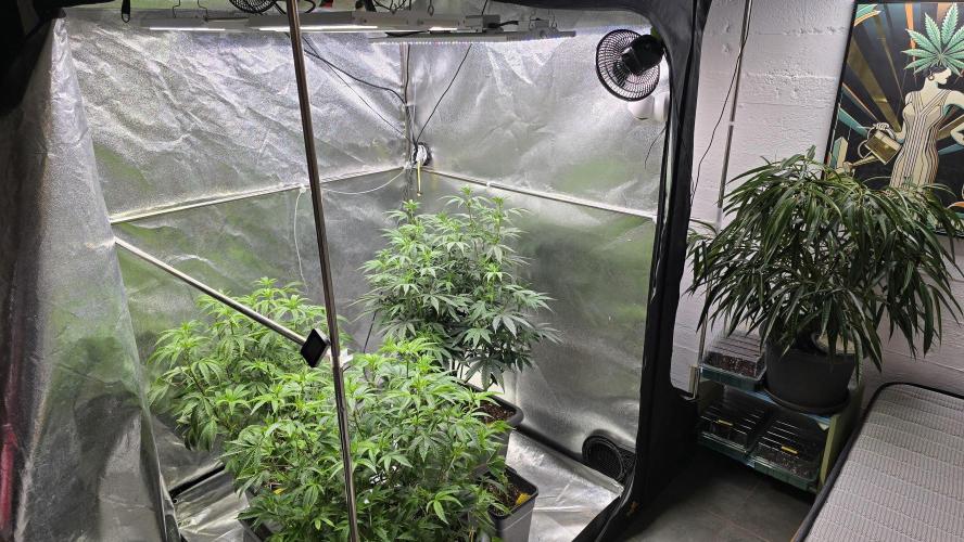 Compound Party. Week 11