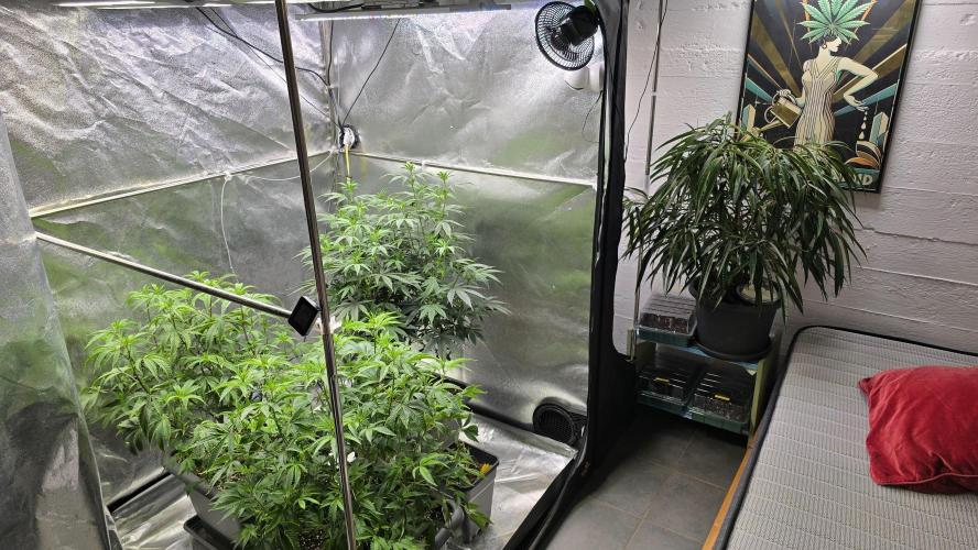Compound Party. Week 11