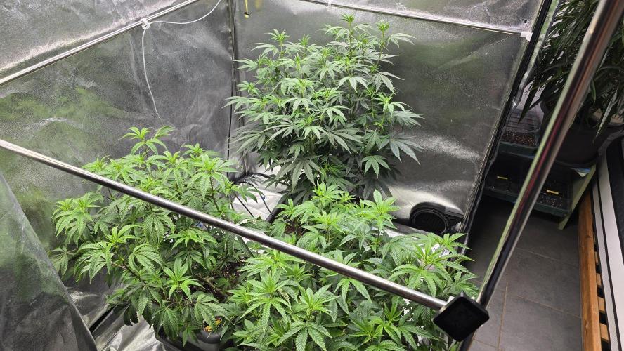 Compound Party. Week 11