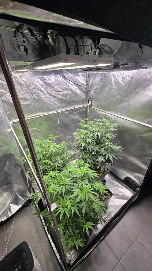 Compound Party. Week 11
