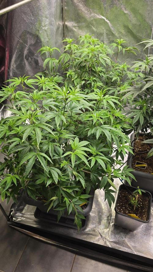 Compound Party. Week 11