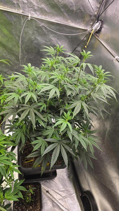 Compound Party. Week 11