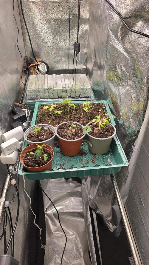 Zupernova Clones. Week 1 - 1st row Zupernova
2nd row High Society and California Palm
3rd row Zupernova exp