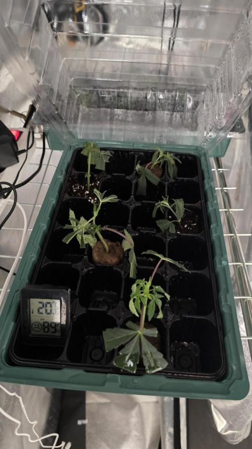 Zupernova Clones. Week 1