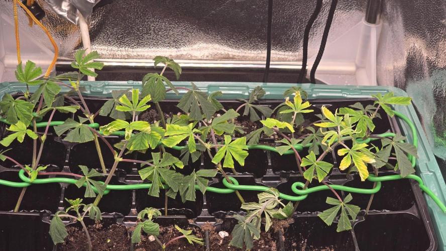 Zupernova Clones. Week 1 - Experimenttal cloning try
