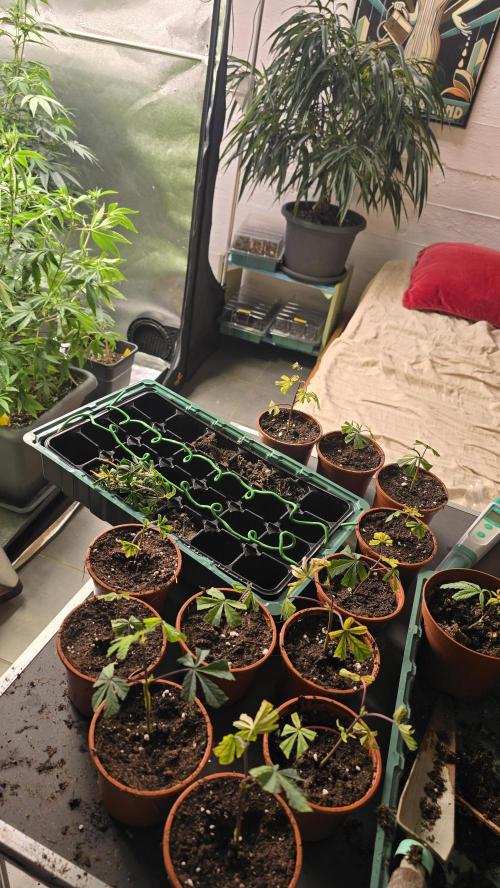 Zupernova Clones. Week 2