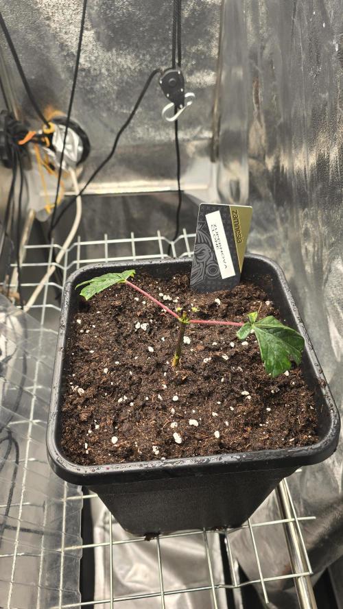Zupernova Clones. Week 2