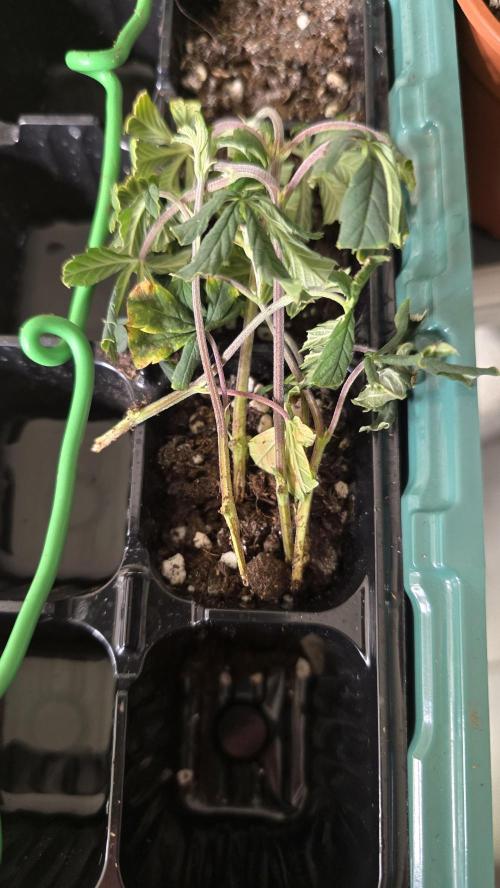 Zupernova Clones. Week 2