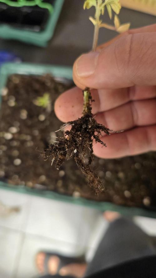 Zupernova Clones. Week 2