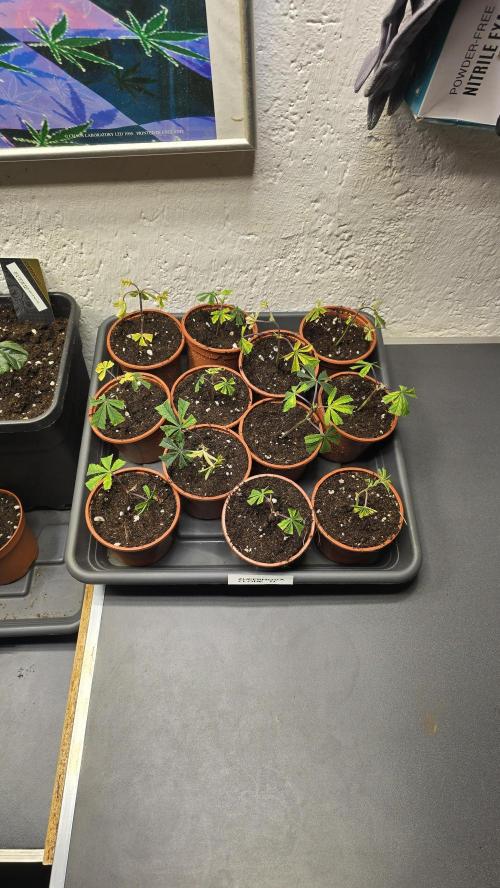 Zupernova Clones. Week 2