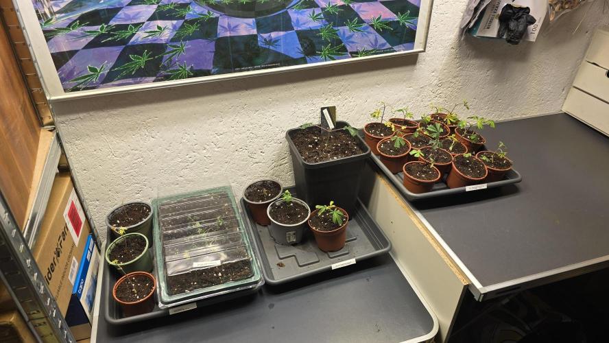 Zupernova Clones. Week 2