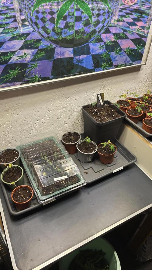 Zupernova Clones. Week 2