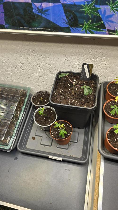 Zupernova Clones. Week 2