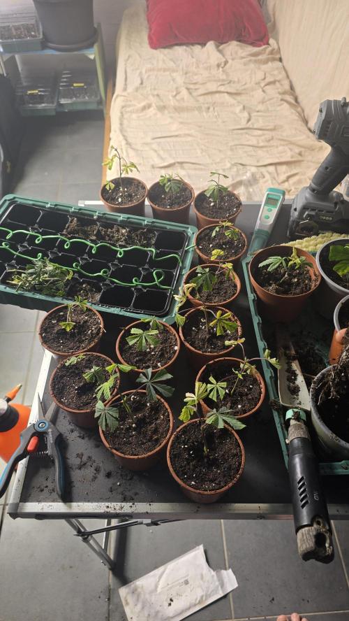 Zupernova Clones. Week 2