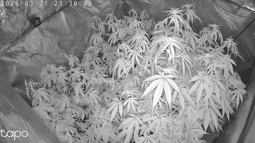 Compound Party. Week 12
