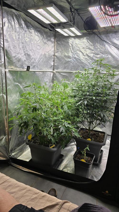 Compound Party. Week 12