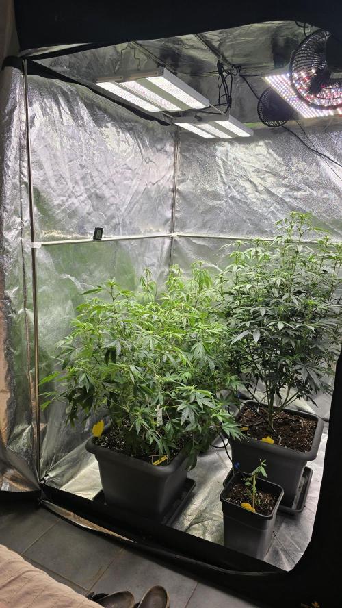 Compound Party. Week 12