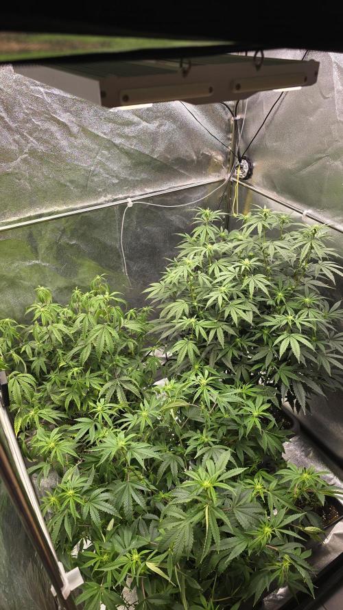 Compound Party. Week 12