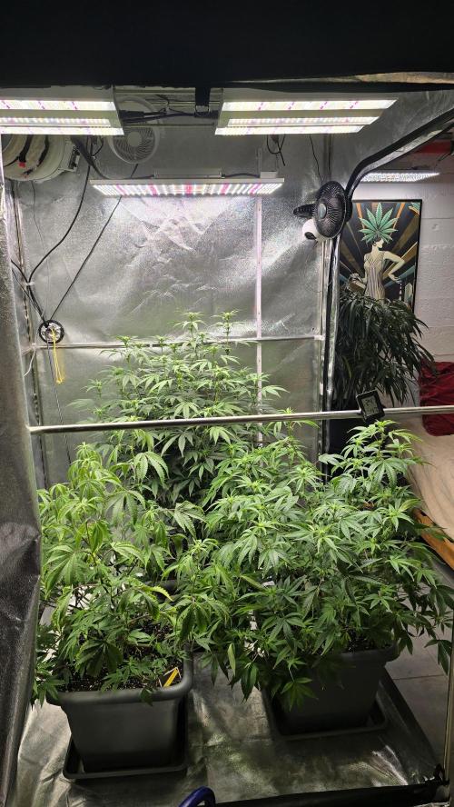 Compound Party. Week 12