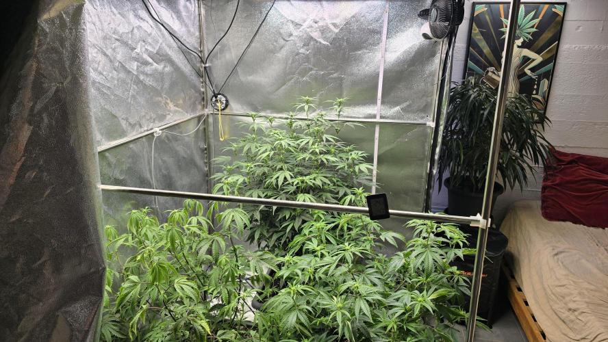 Compound Party. Week 12