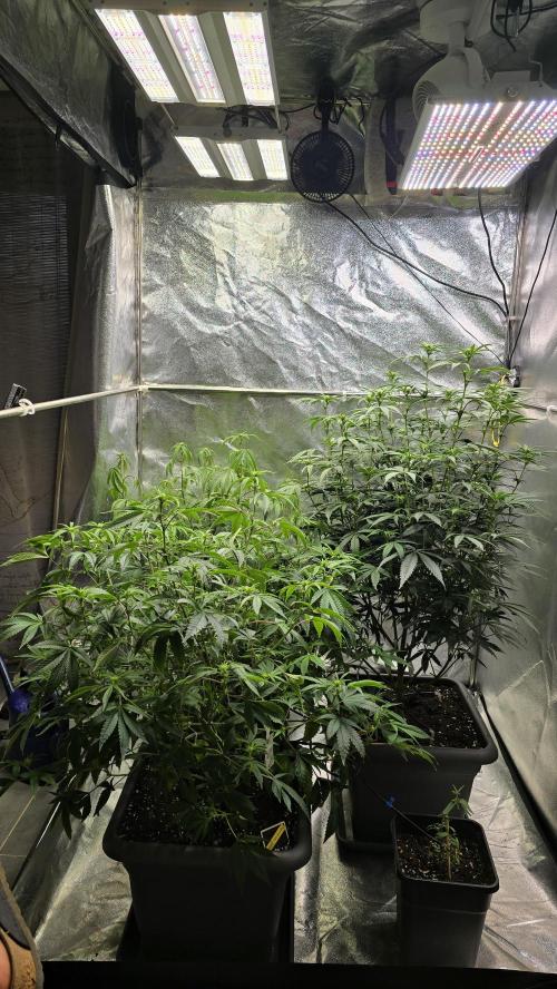 Compound Party. Week 12