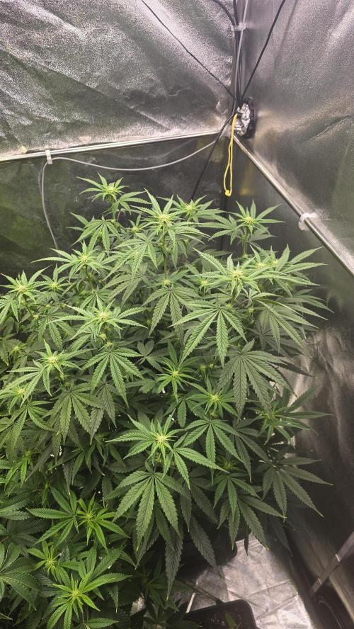 Compound Party. Week 12