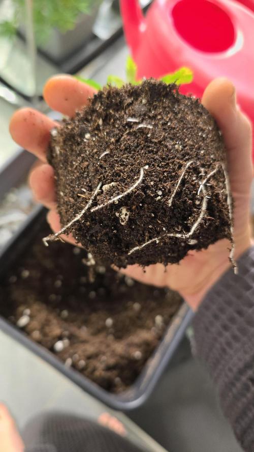 Zupernova Clones. Week 3