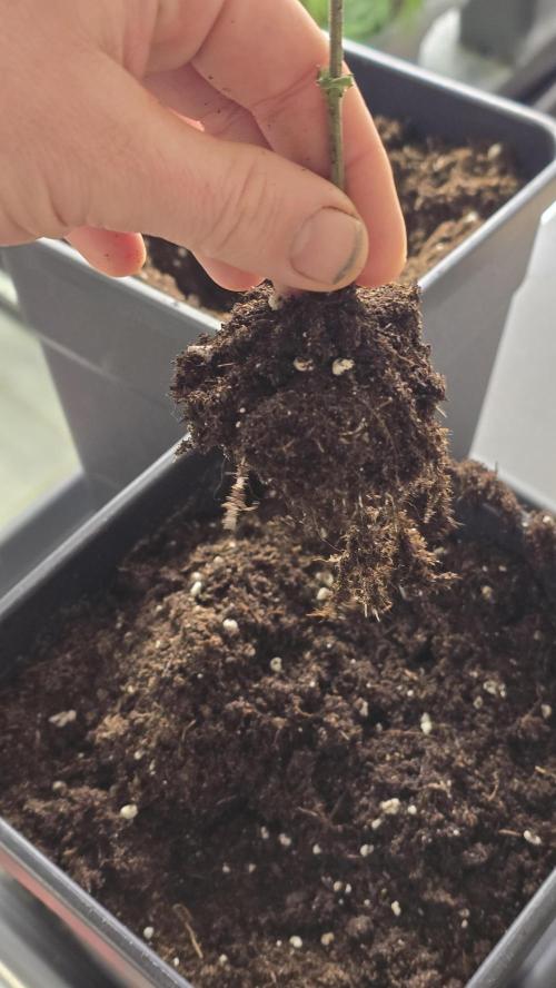 Zupernova Clones. Week 3